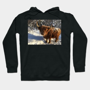 Scottish Highland Cattle Cow 1904 Hoodie